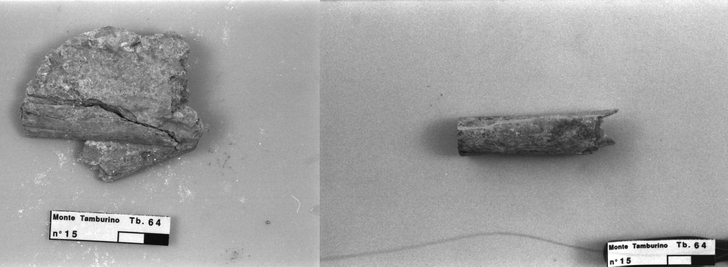 conocchia d'osso a segmenti lavorati a denti di lupo prima del restauro